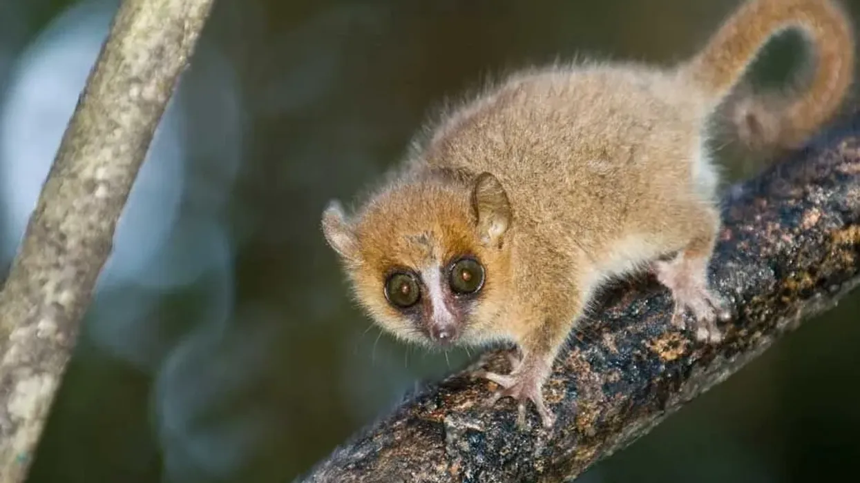 Gray mouse lemur facts, like they are found only in Madagascar, are interesting