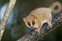 Gray mouse lemur facts, like they are found only in Madagascar, are interesting