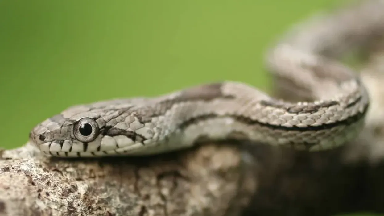 Gray rat snake facts on the snake species native to North America.