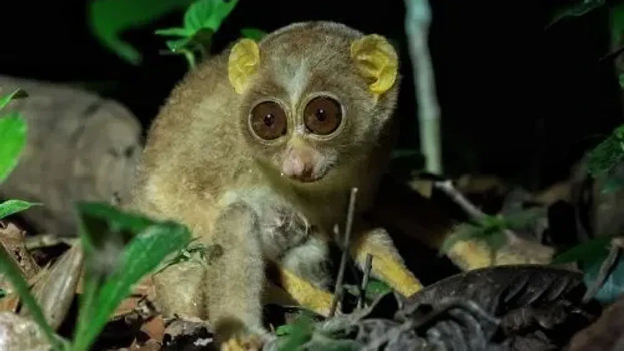 Gray slender loris facts talk about how it lives in a forest.