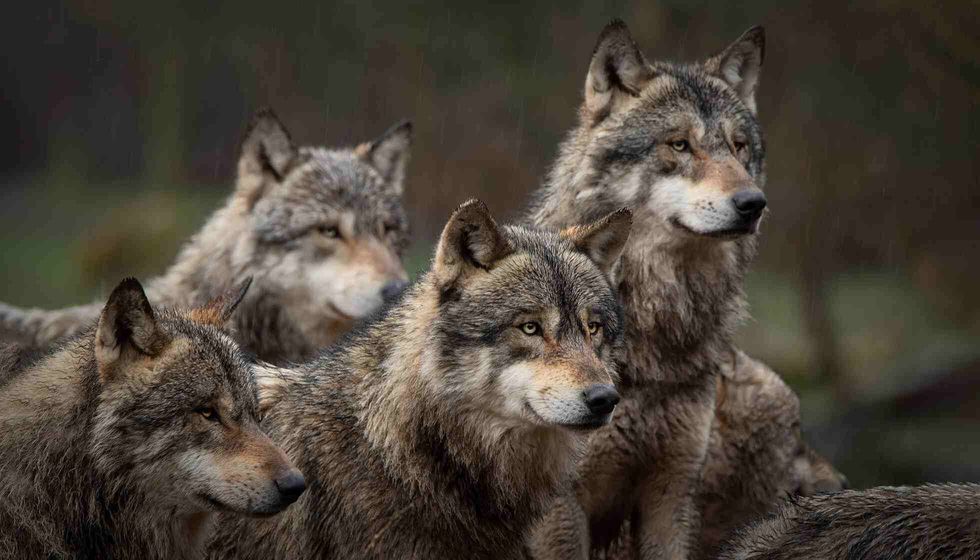 Gray wolf pack in forest.