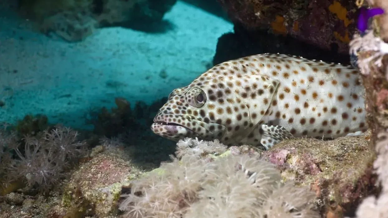 Greasy grouper facts, an Indo-Pacific fish species.