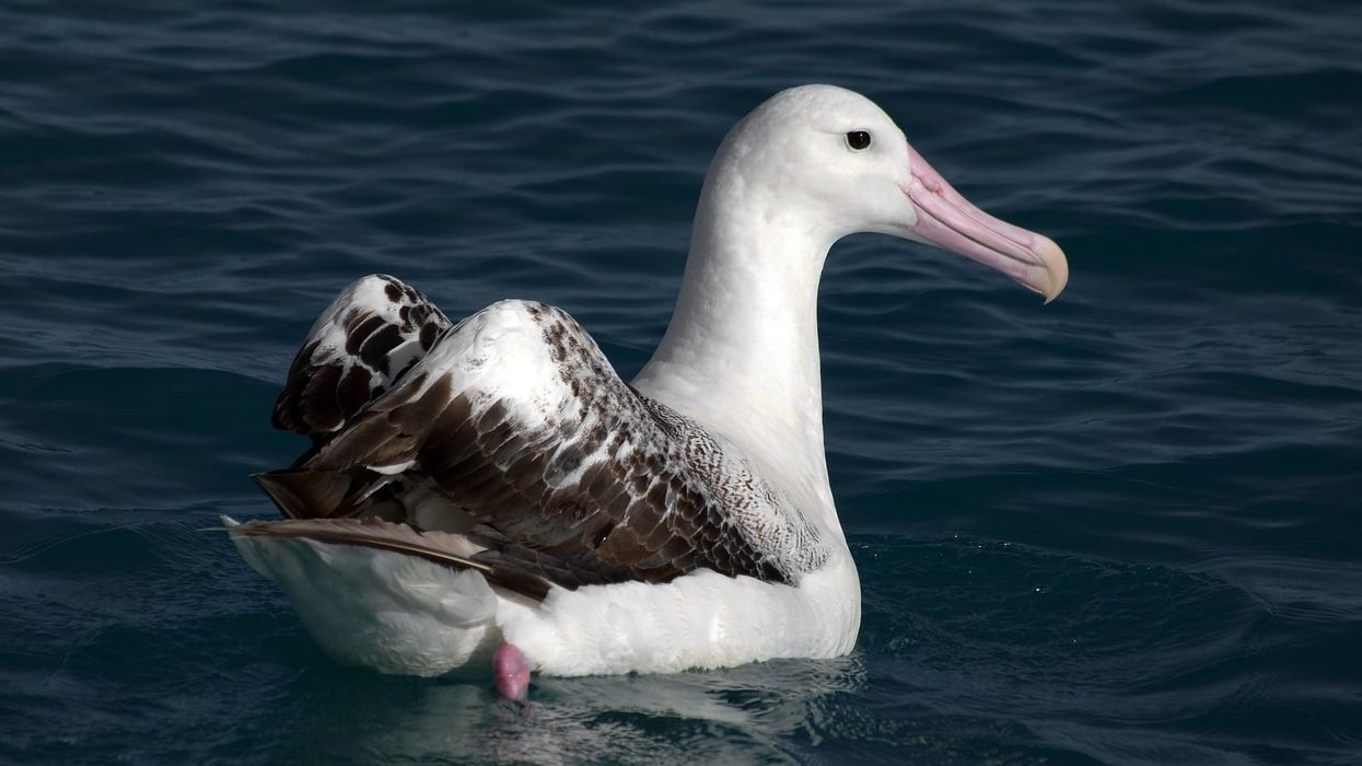 Great albatross facts are extremely engaging!