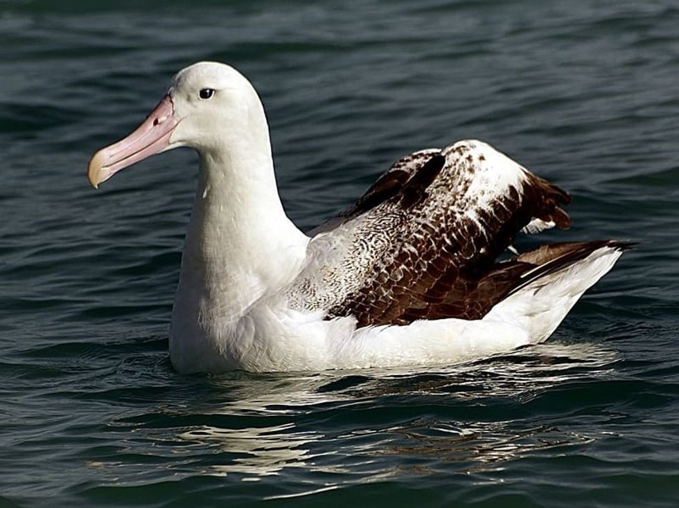 Fun Great Albatross Facts For Kids | Kidadl