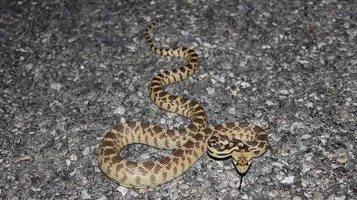 Great basin gopher snake facts about a non-venomous snake species.