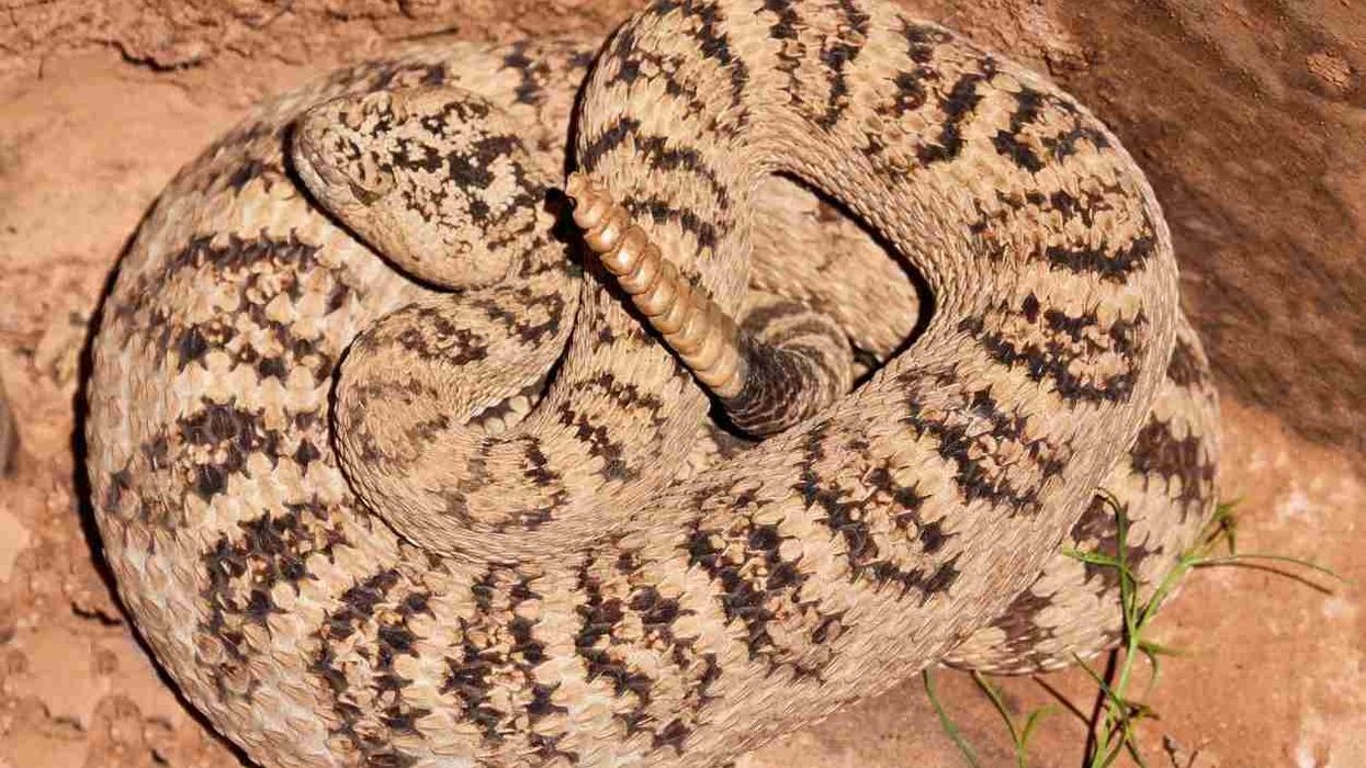Great basin rattlesnake facts for kids are educational!