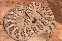 Great basin rattlesnake facts for kids are educational!