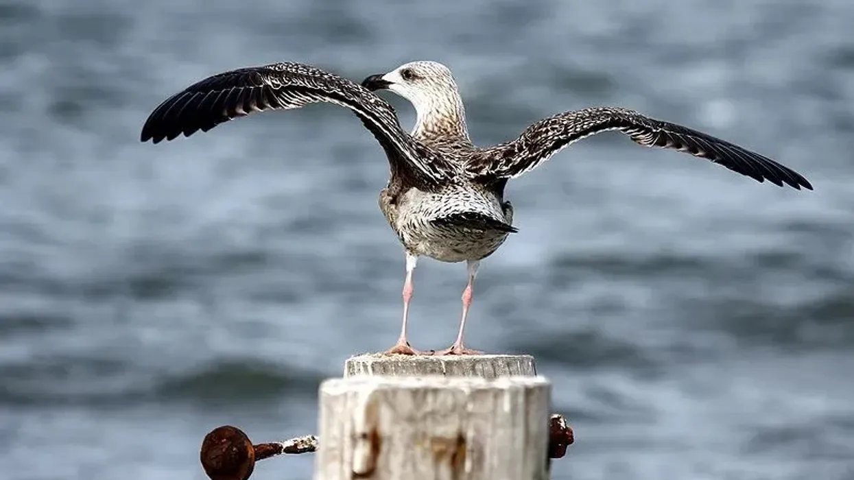 Great black-backed gull facts are about these North American birds from the gull species.