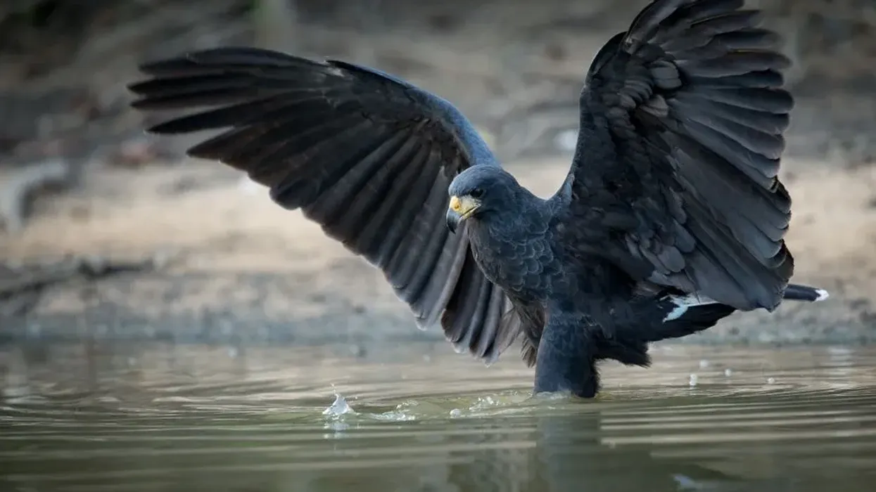 Great black hawk facts about a bird known to inhabit inland waters around open woodlands.