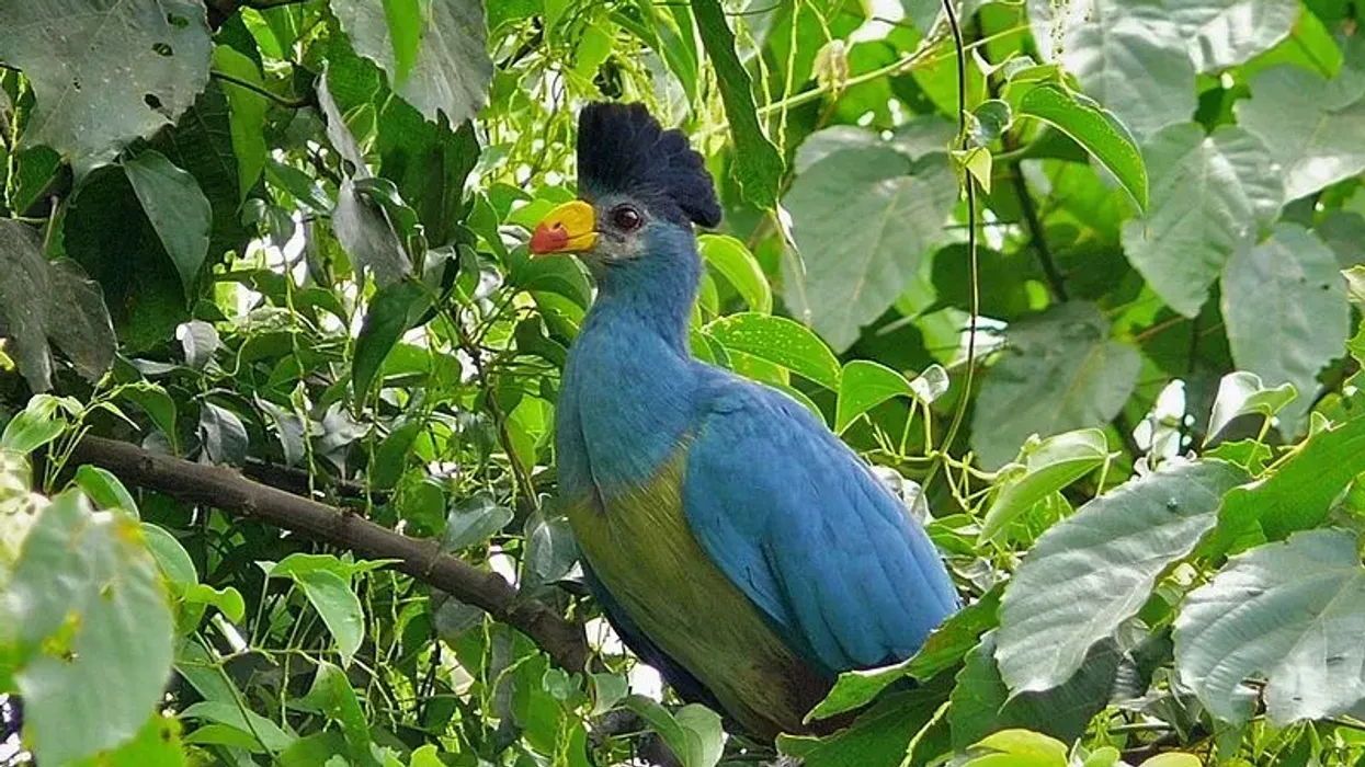 Great blue turaco facts are enjoyed by kids.