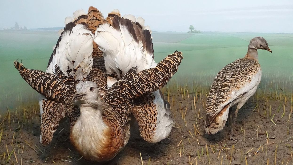 Great bustard facts about a bird that prefers open habitat. 