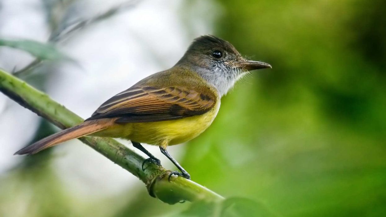 Great crested flycatcher facts about the unique and beautiful birds.