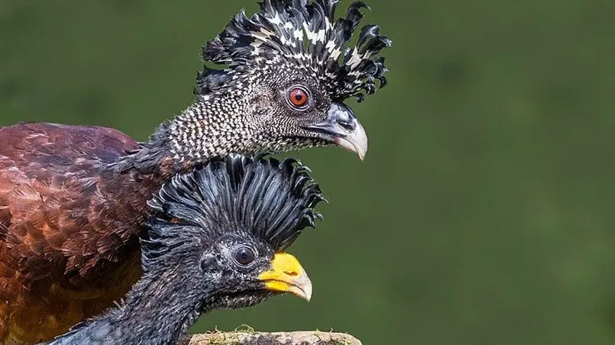 Great curassow facts are interesting to read.