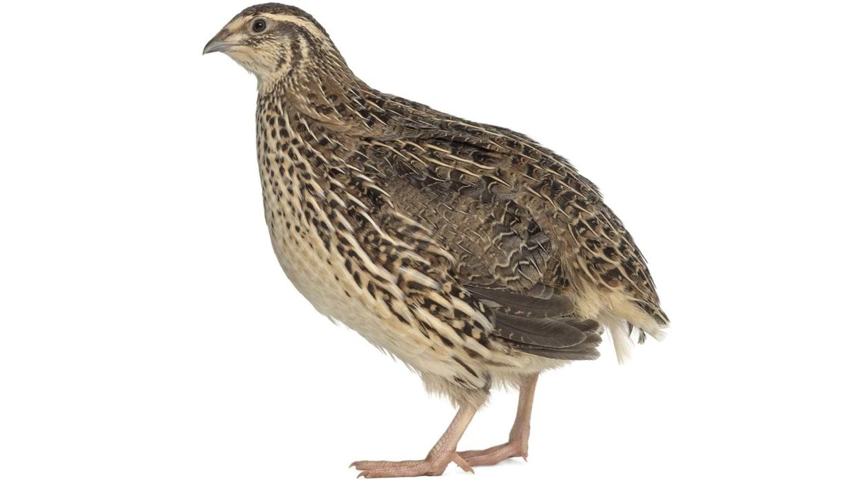 Great fun facts about the Japanese quail.