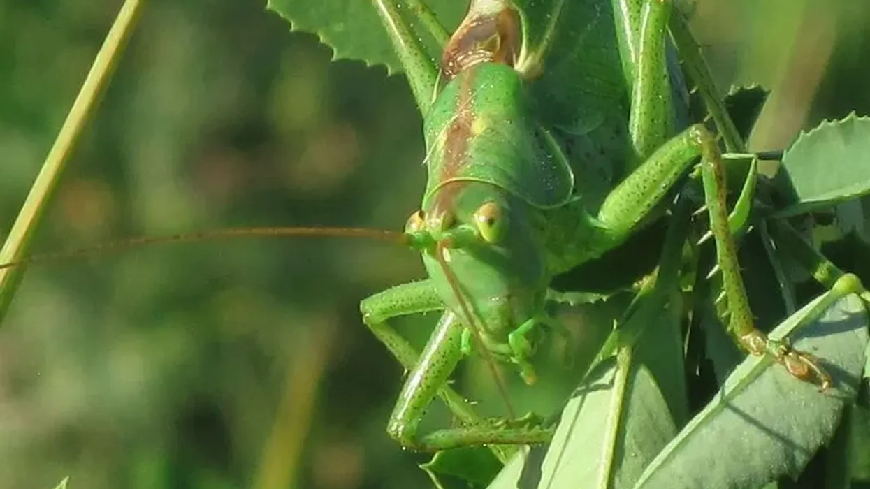 Great green bush-cricket facts are interesting.