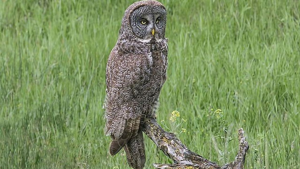 Great Grey Owl facts about an owl with no tufts.