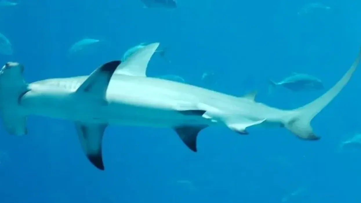 Great Hammerhead shark facts about the hammerhead species found in warm temperate waters.