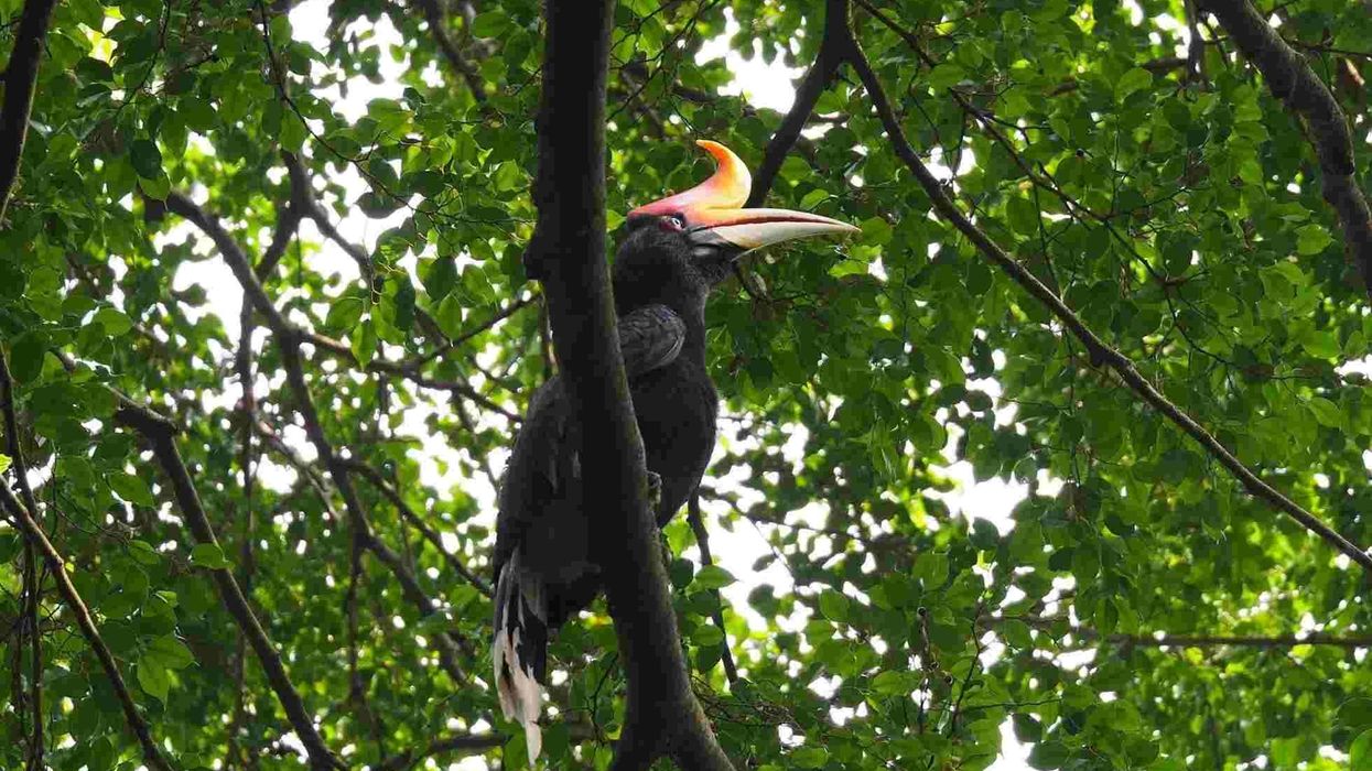 Great hornbill facts for kids are interesting to read.