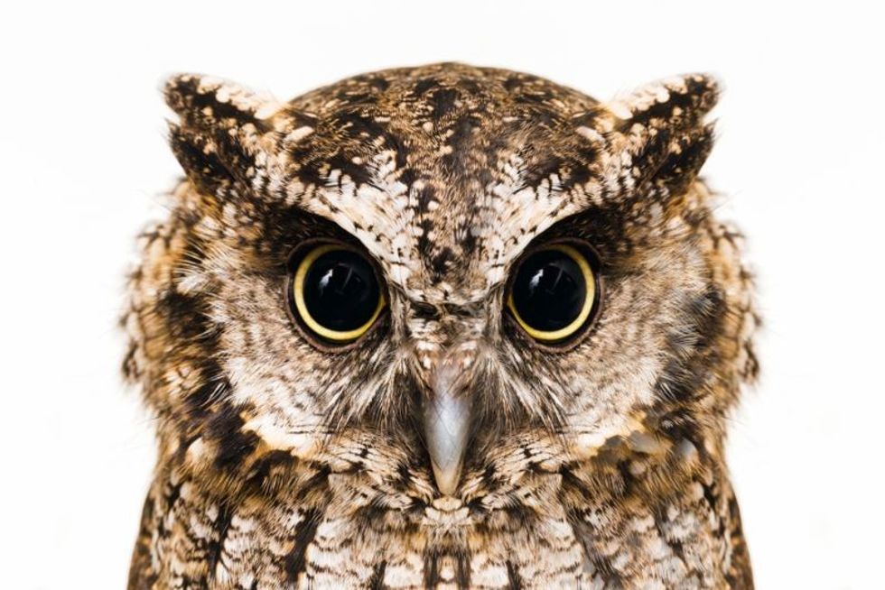 Great Horned Owl Staring into Camera
