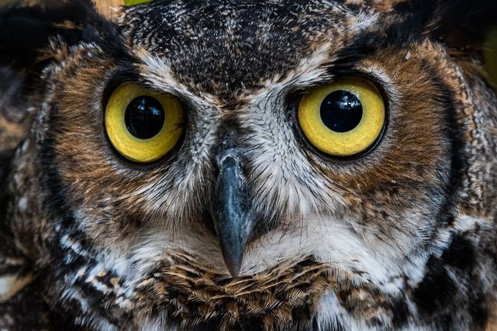 Great Horned Owl Staring with big eyes.
