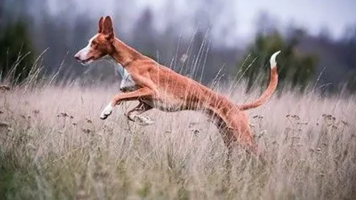 Great Ibizan hound facts that both adults and children will enjoy.