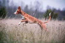 Great Ibizan hound facts that both adults and children will enjoy.