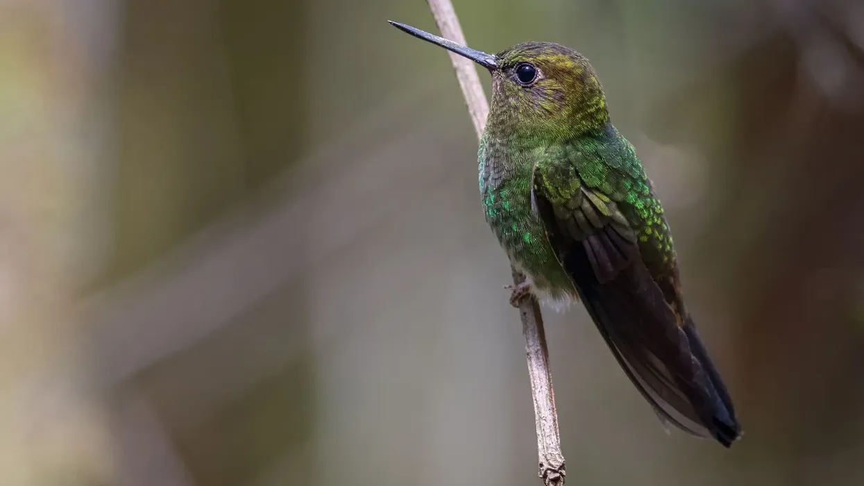 Great puffleg hummingbird facts that are fascinating for both kids and adults.