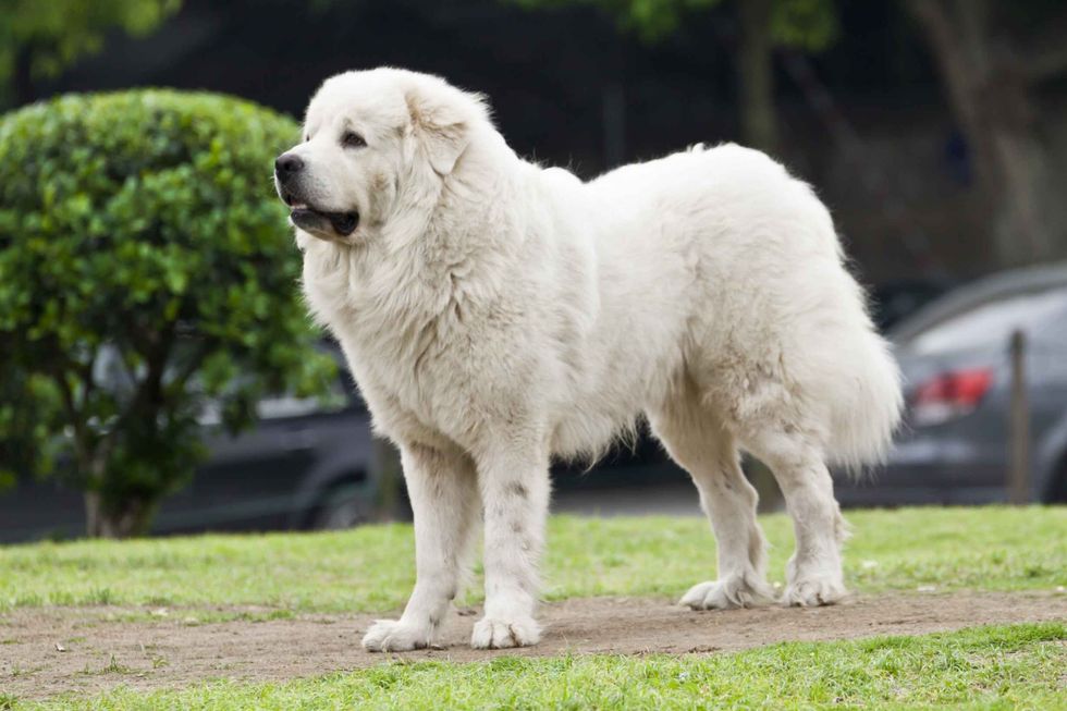 Great Pyrenees dog standing on grass