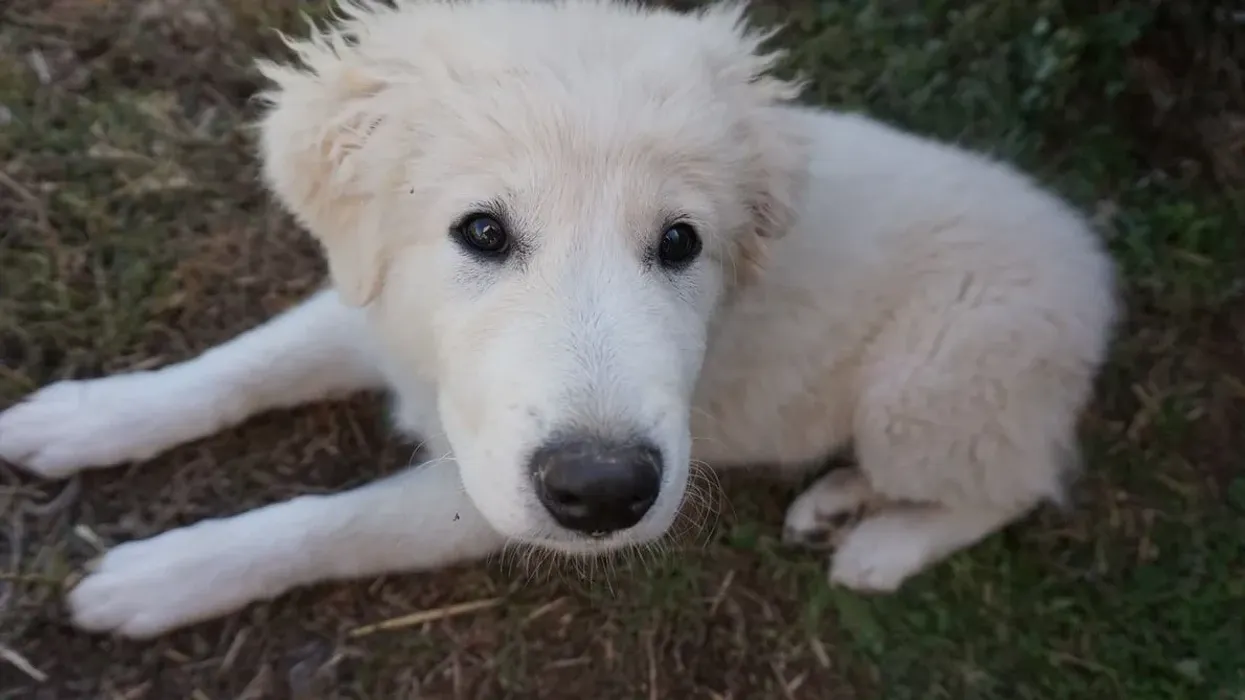Great Pyrenees facts are great for kids.