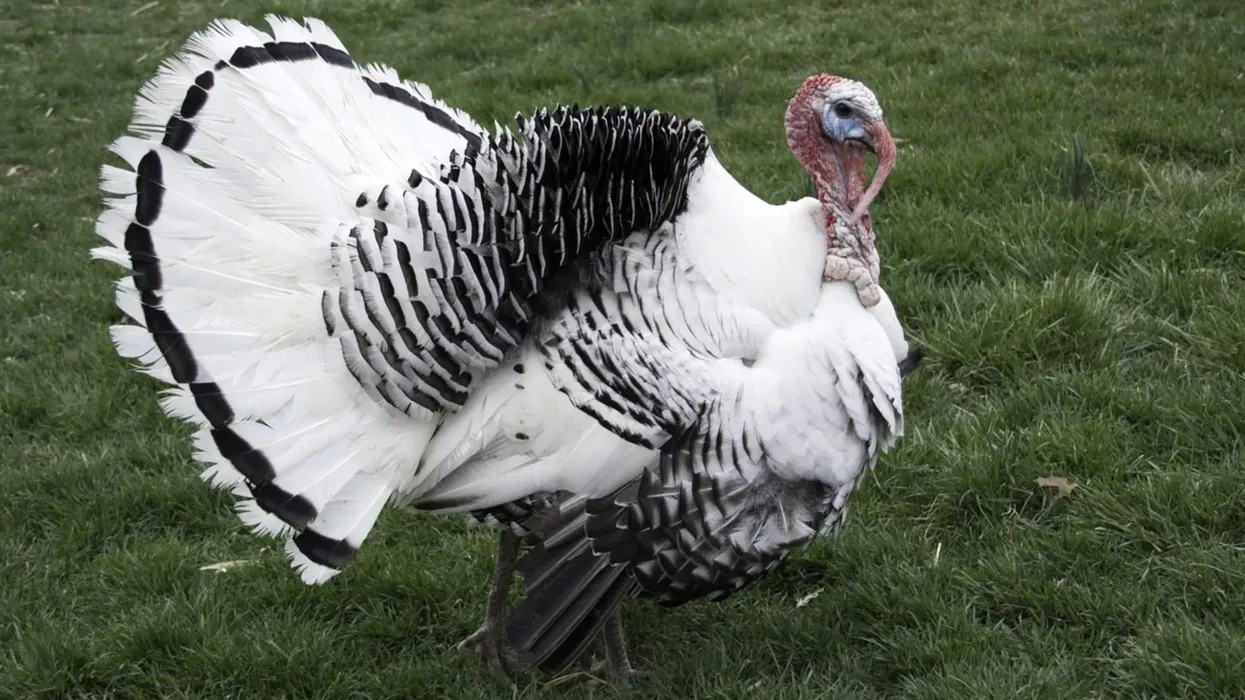 Great royal palm turkey facts