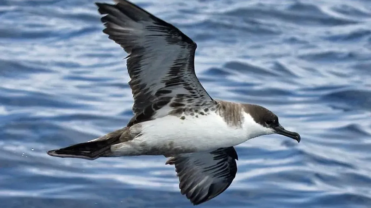 Great shearwater facts are all about this unique bird of the Procellariidae family.