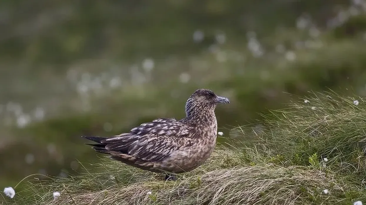 Great skua facts are interesting.