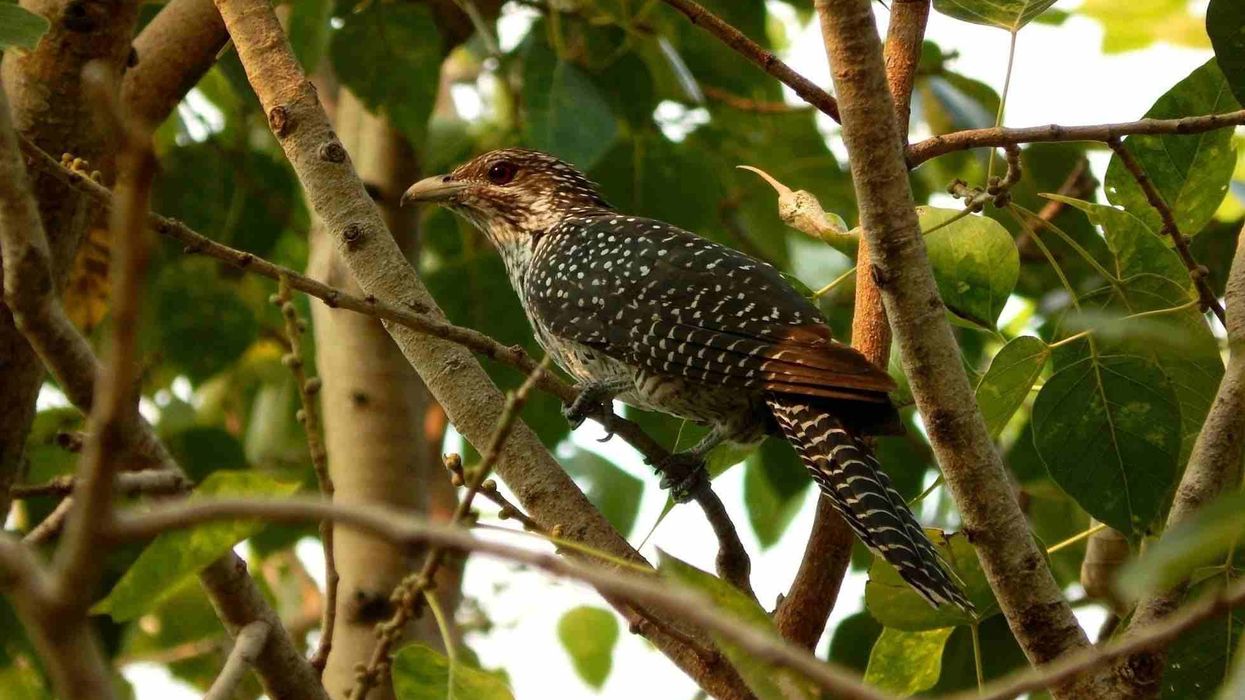 Great spotted cuckoo facts are all about this astounding bird of the Cuculidae family.