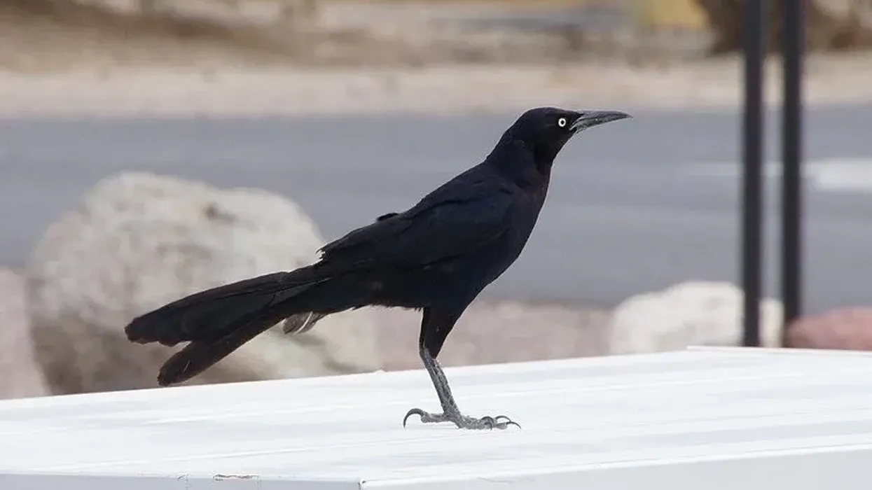 Great tailed grackle facts about the famous blackbirds from the American continent.
