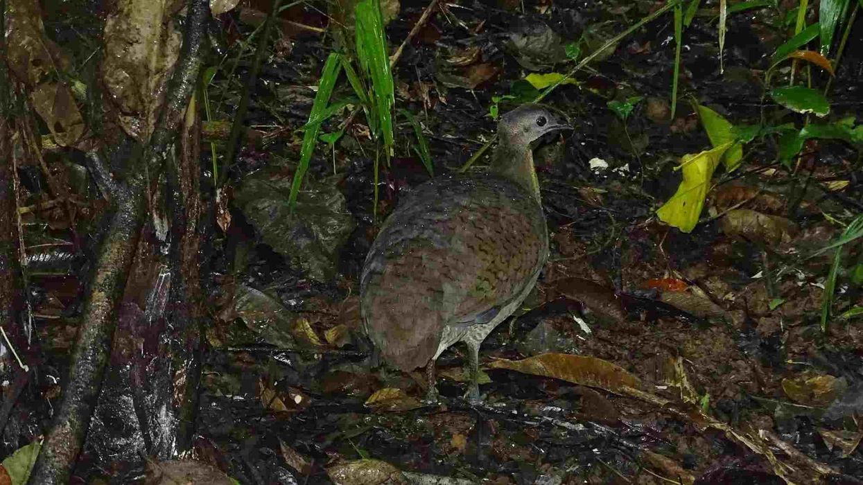 Great tinamou facts are all about the near-threatened bird of the order Tinamiformes