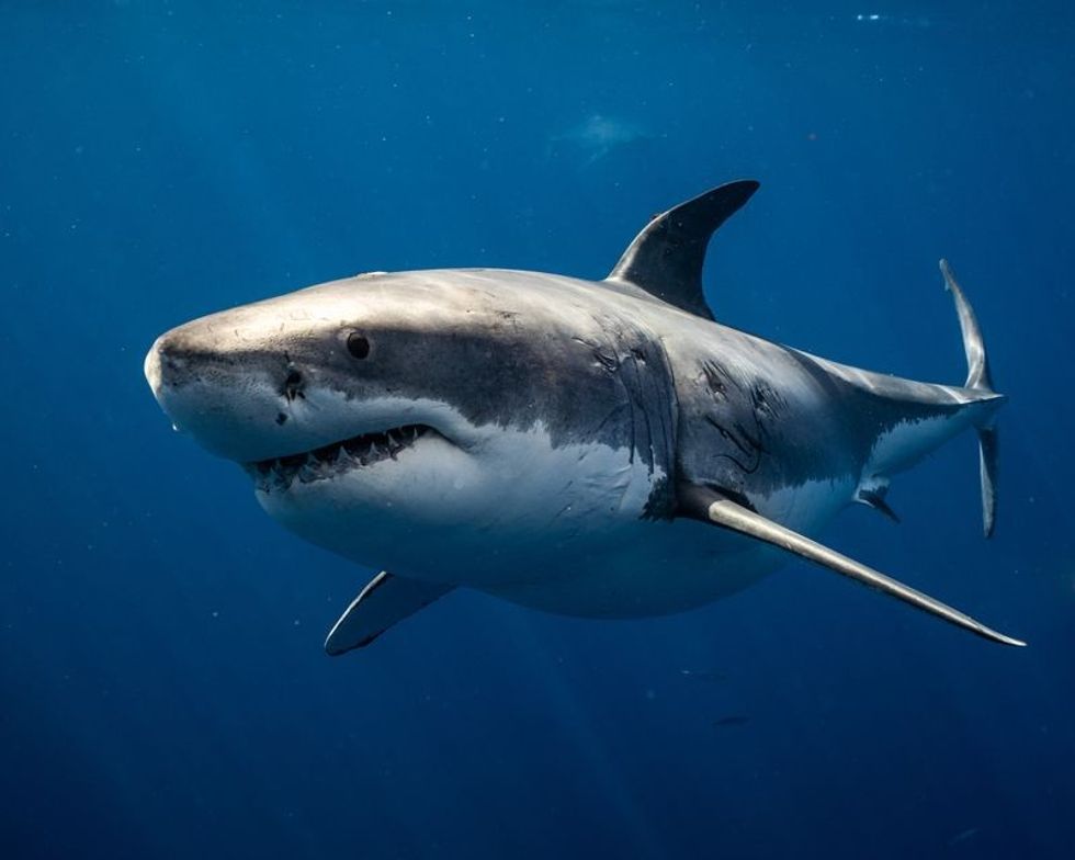 Bull Shark Vs. Great White? Which Is More Aggressive? | Kidadl