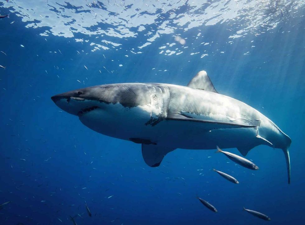 Great white sharks are the sole survivors
