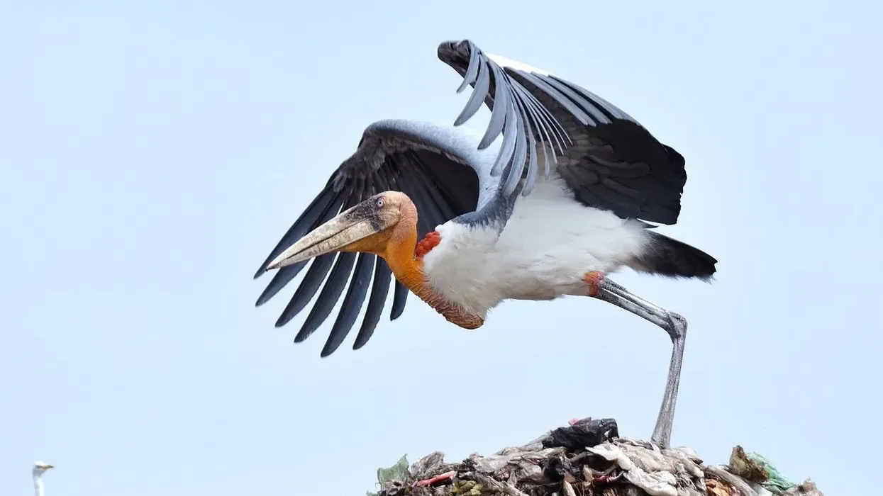 Greater adjutant facts are all about the Endangered species found in Assam, India.