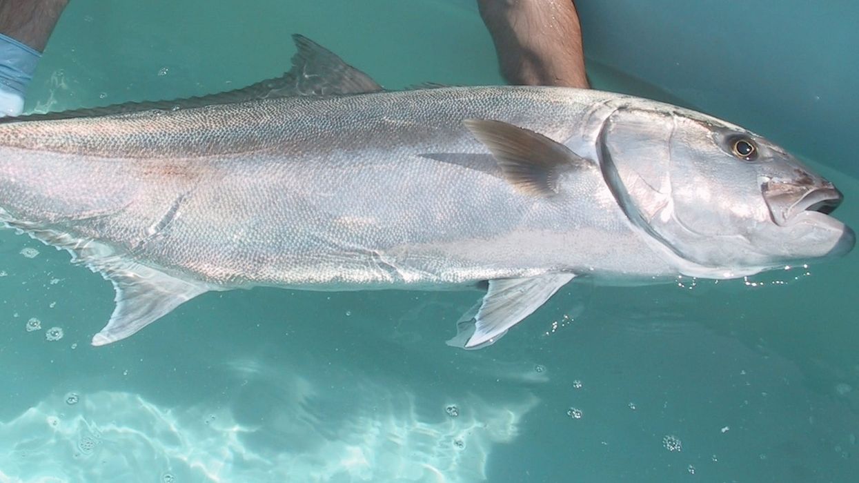 Greater amberjack facts talk about how to catch and bag them while fishing.