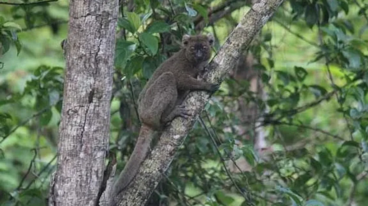 Greater bamboo lemur facts about the broad nosed gentle lemur native to eastern Madagascar