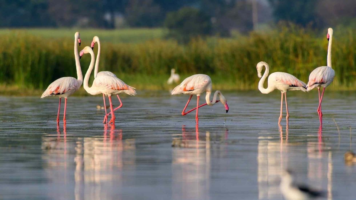 Greater flamingo facts are interesting.