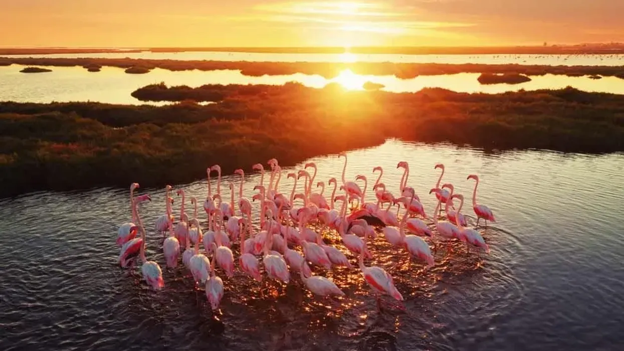 Greater flamingo facts are strikingly good to read.