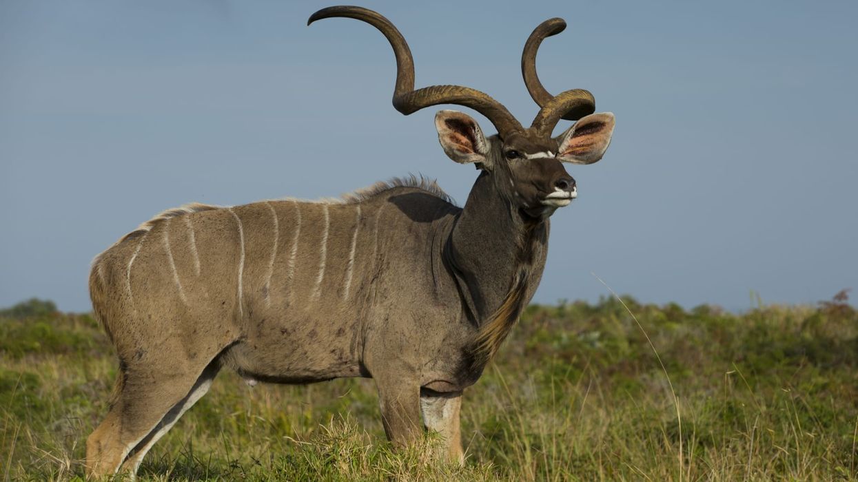 Greater Kudu facts about an animal found in eastern and southern Africa.
