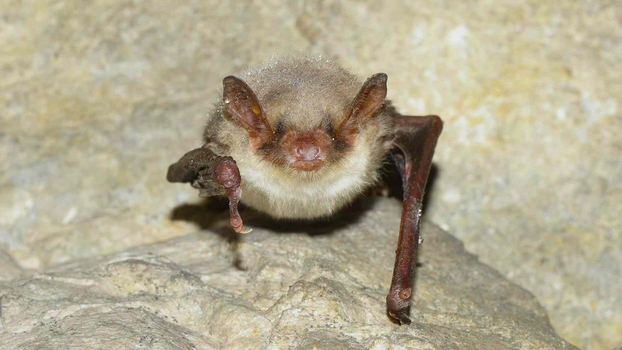 Greater mouse-eared bat facts about the bat species which was declared extinct about 12 years ago.