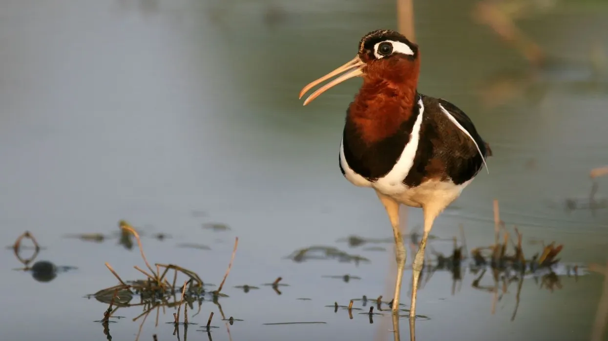 Greater painted-snipe facts help to know about birds of the world.