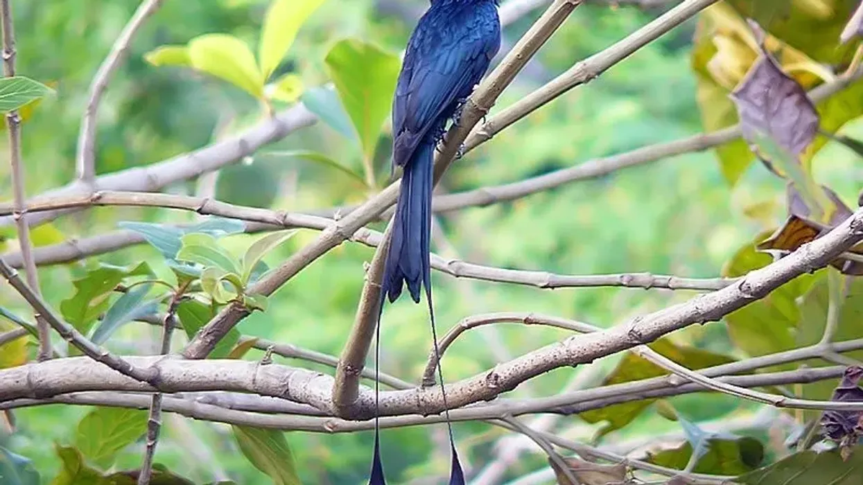 Greater racket-tailed drongo facts for kids are educational!