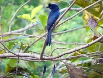 Greater racket-tailed drongo facts for kids are educational!