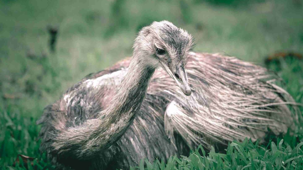 Greater Rhea facts about a fantastic large bird from South America.