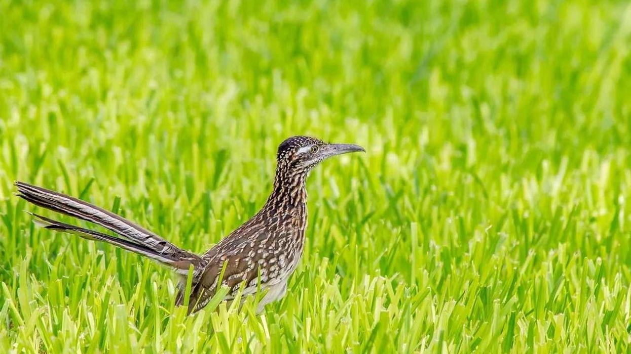 Greater roadrunner facts are all about a unique bird of the Cuculidae family.