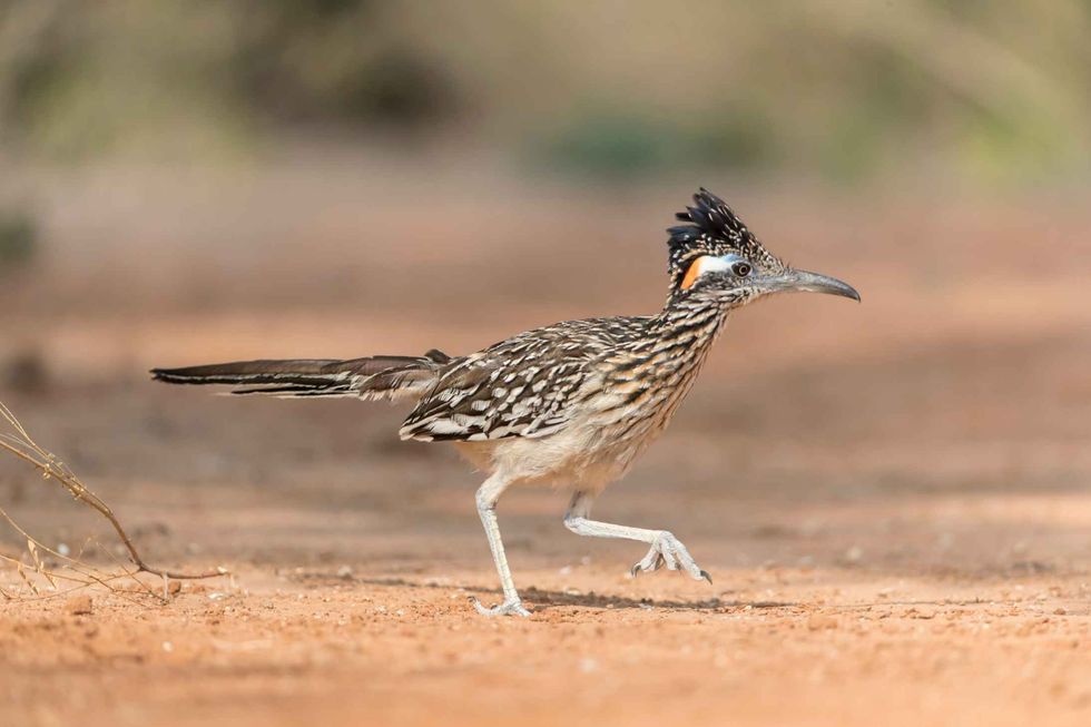 Greater Roadrunner running in Texas Desert